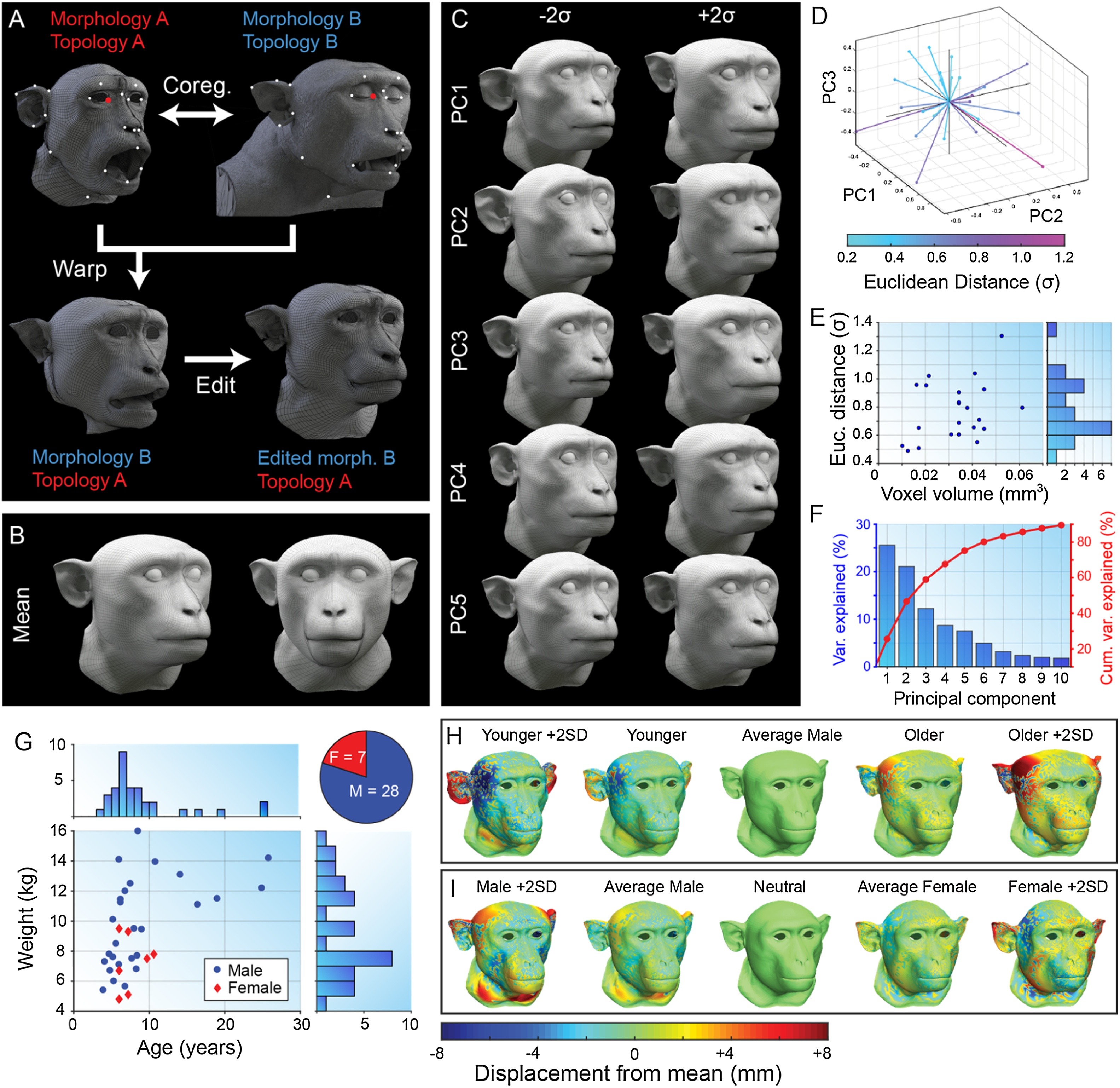 Facial morphology analysis